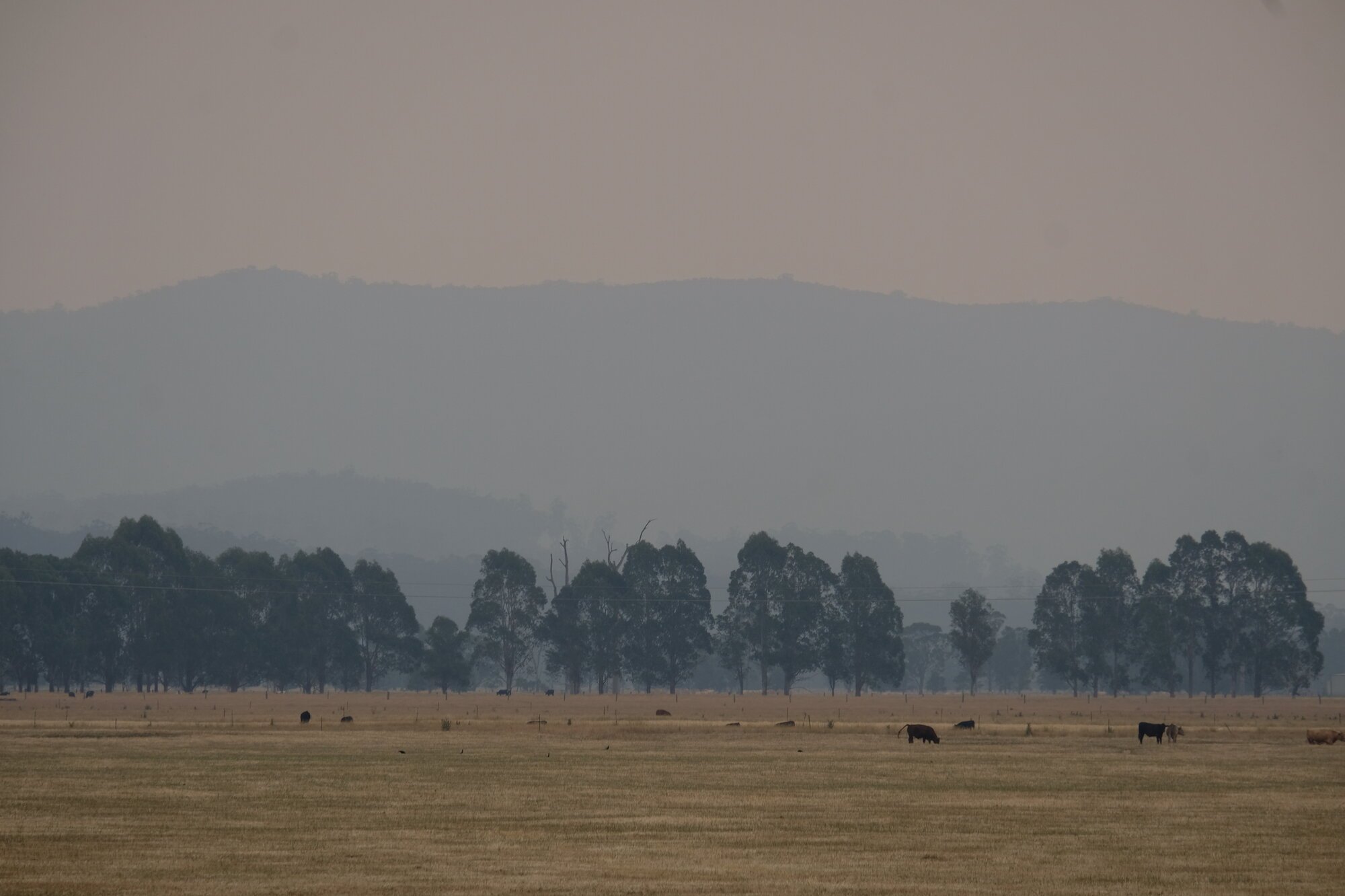 Plains with smoke haze, Cann River, Victoria