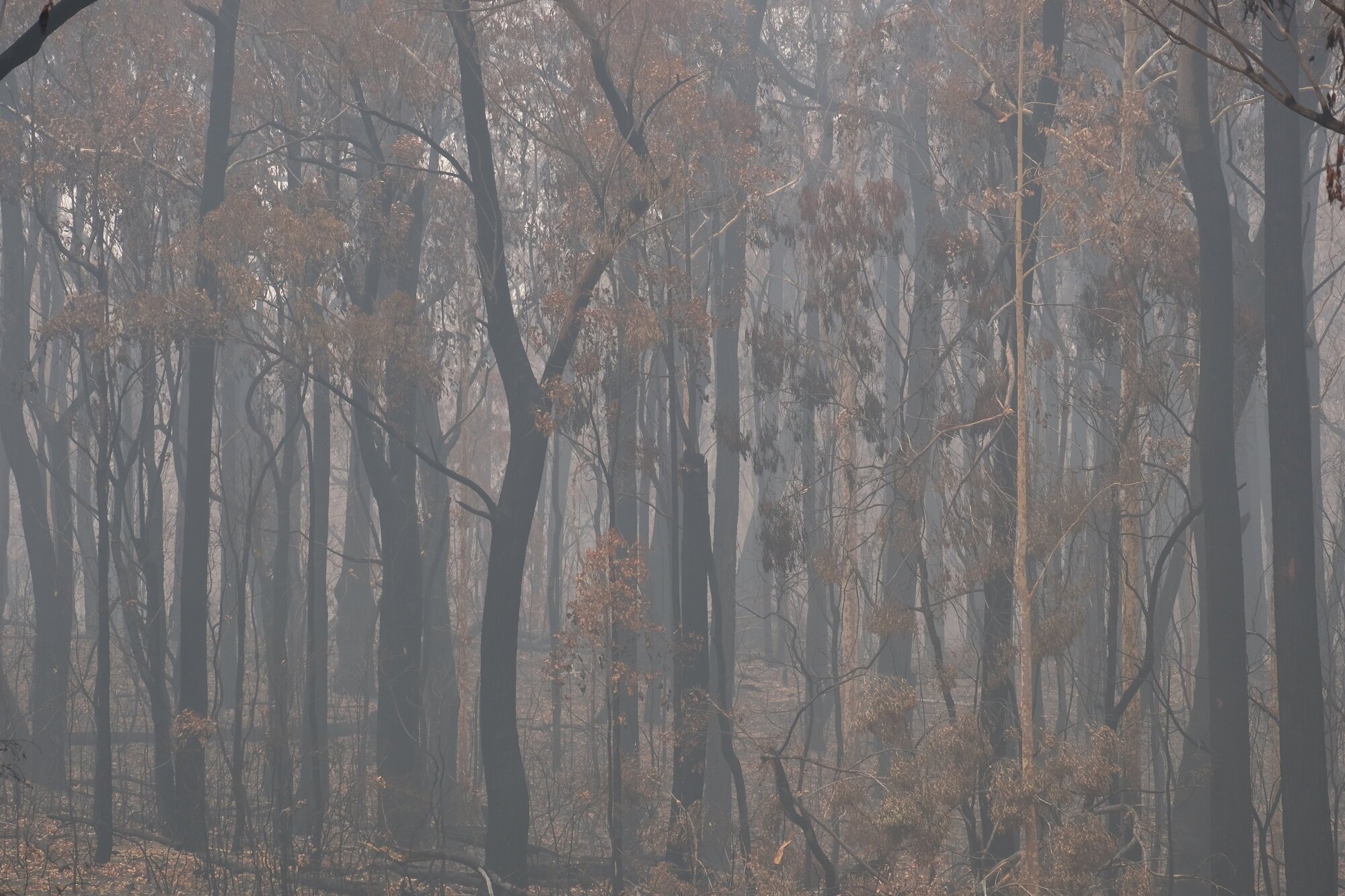 Bush fire, New South Wales