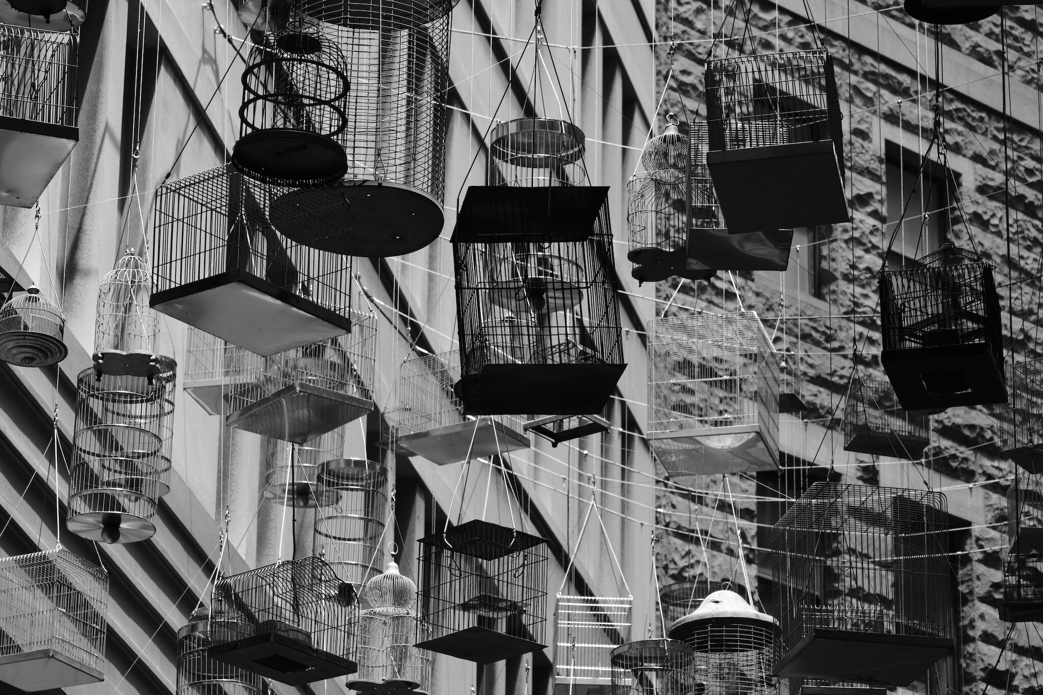 The birdcages of Angel Lane, Sydney