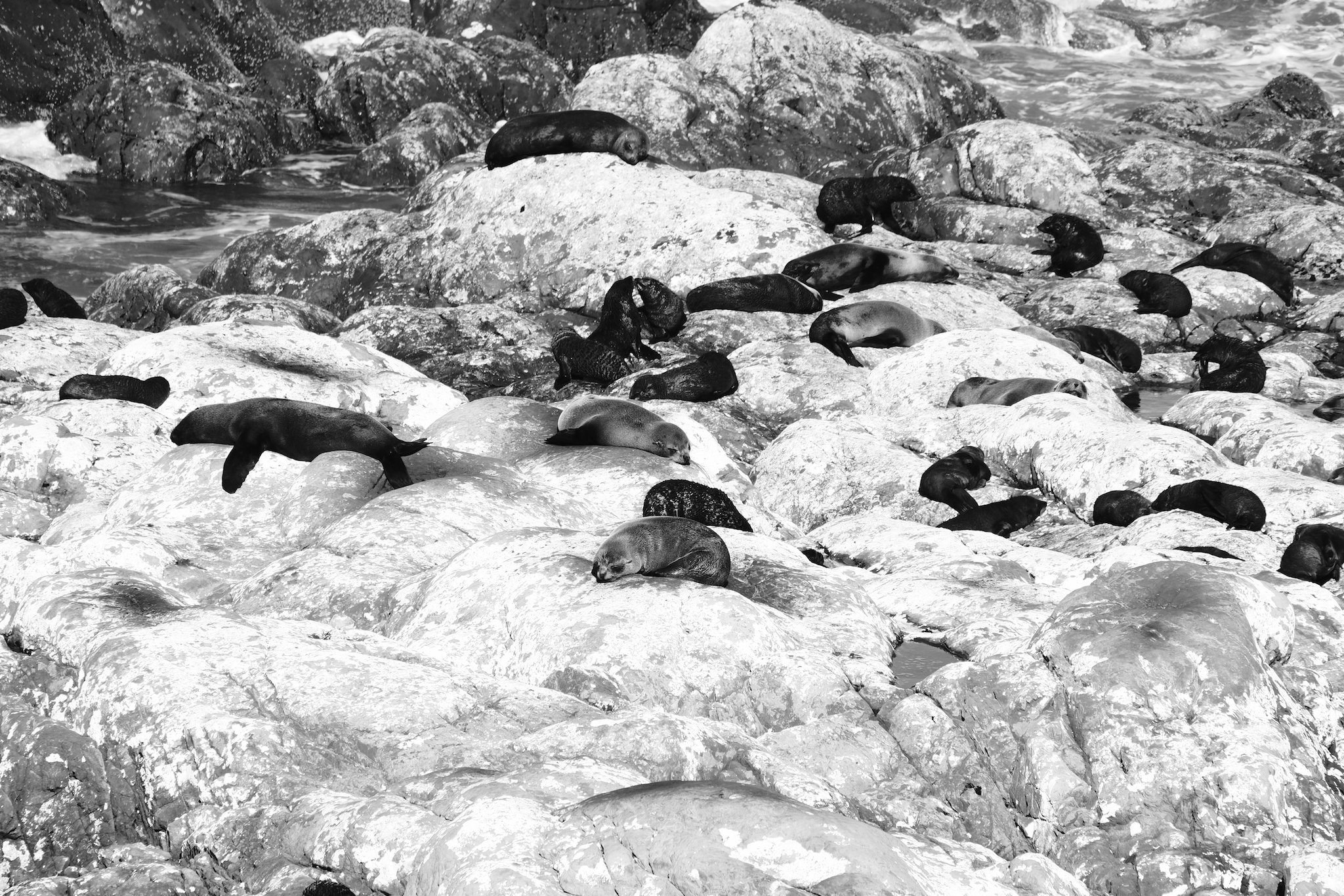 Baby Fur Seals, Ohau Point