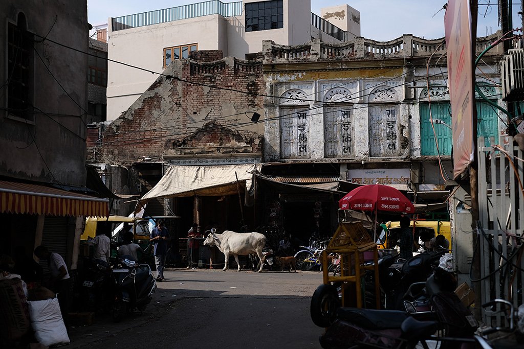 Always a cow, Subhash Bazaar