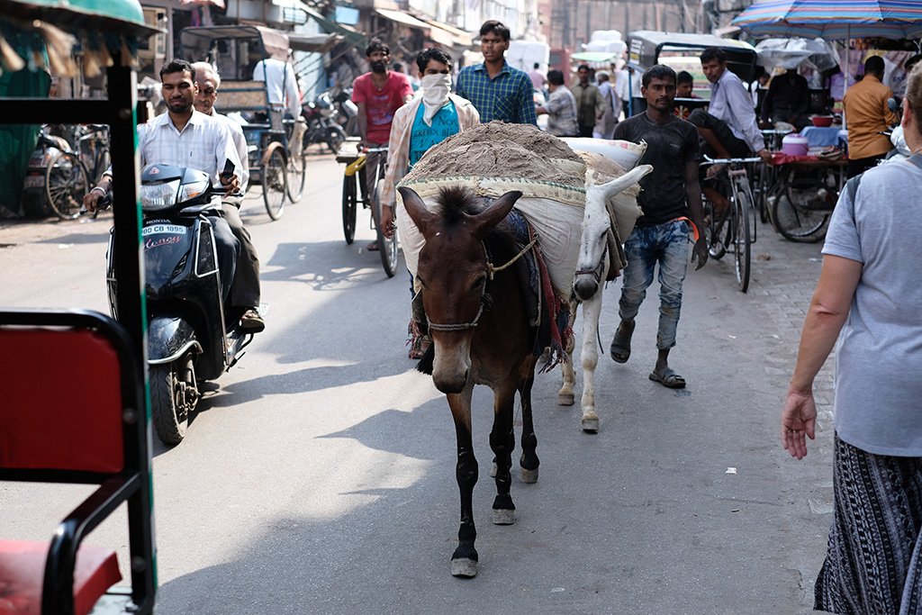 Donkey's hauling, Subhash Bazaar