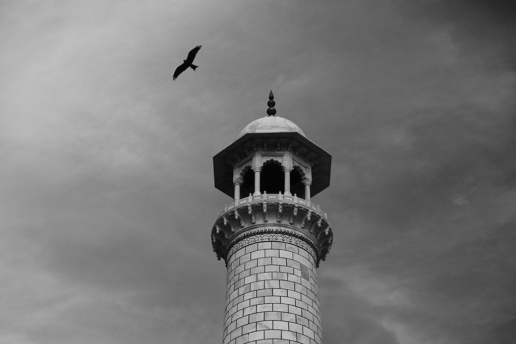 A Black Kite and a minaret