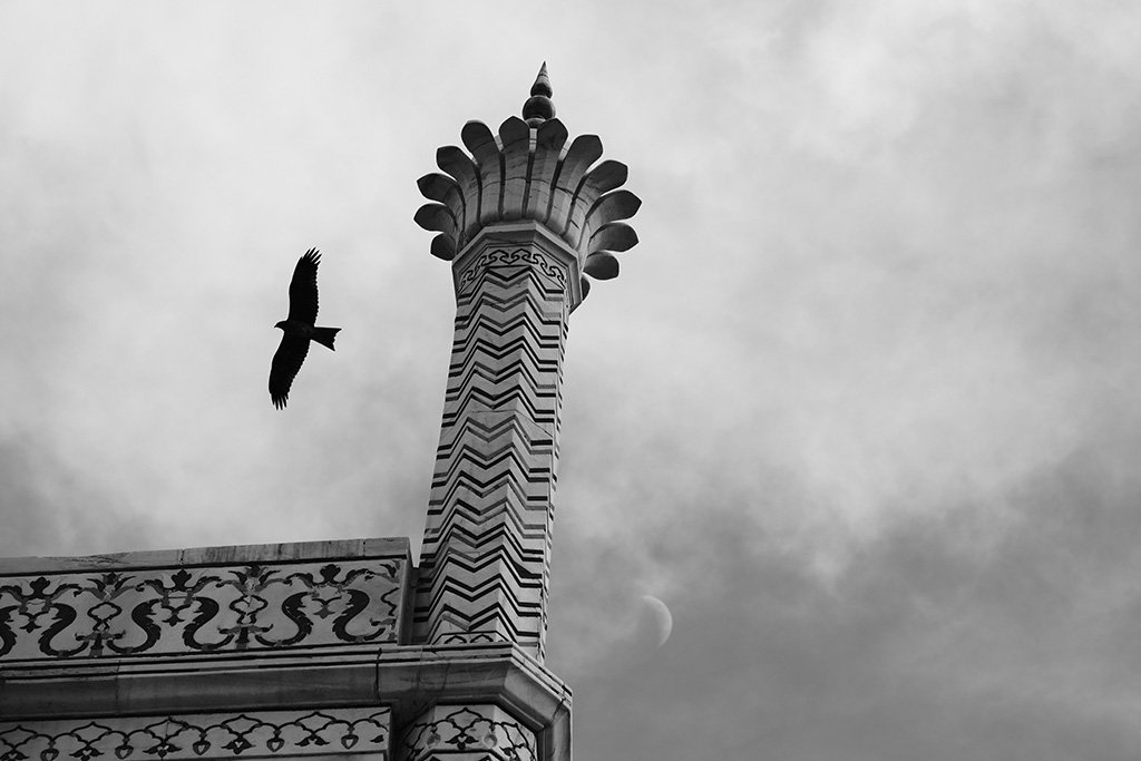 A Black Kite circles the spire