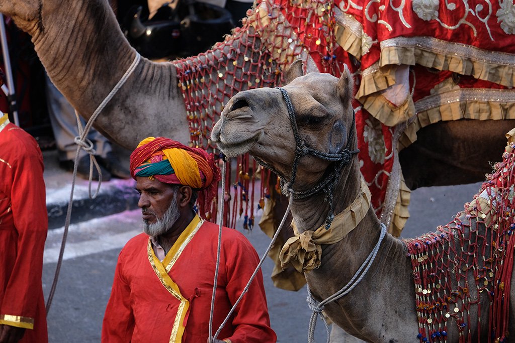 Man walks camel, Teej Festival