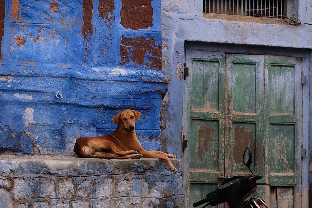 Dog on Blue background, Jodhpur