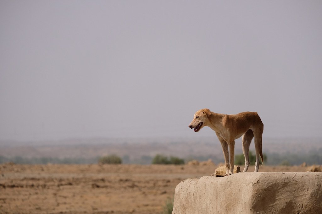 Dog, Hamad's village, Thar Desert
