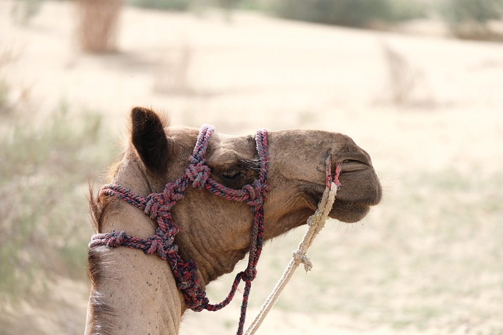Camel, Thar Desert