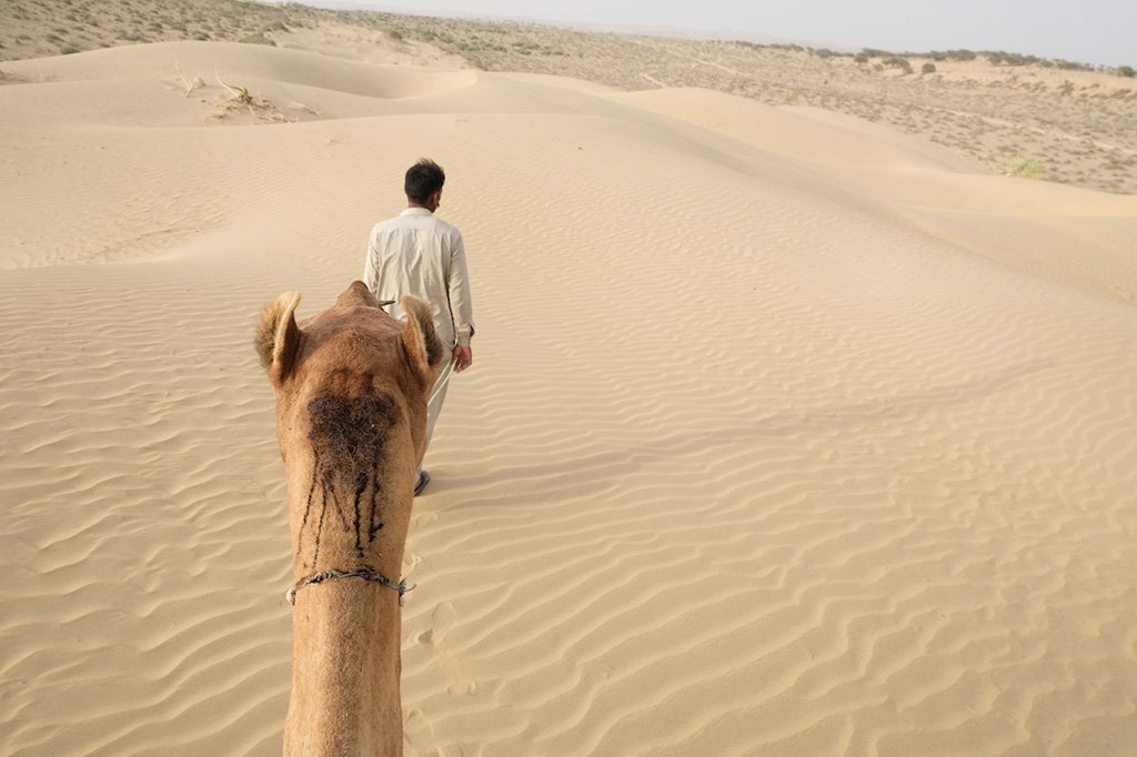 My view of my Camel, Thar Desert