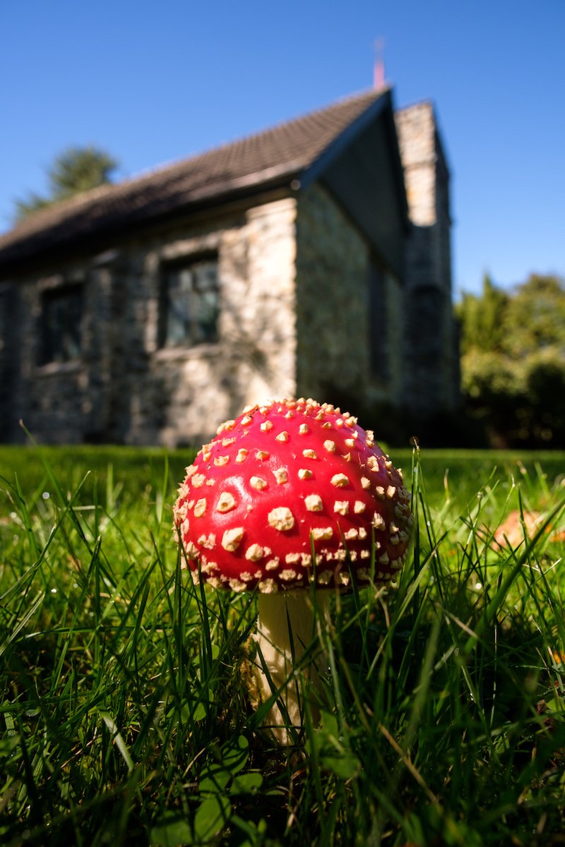 Toadstool at All Saints Church, Cave