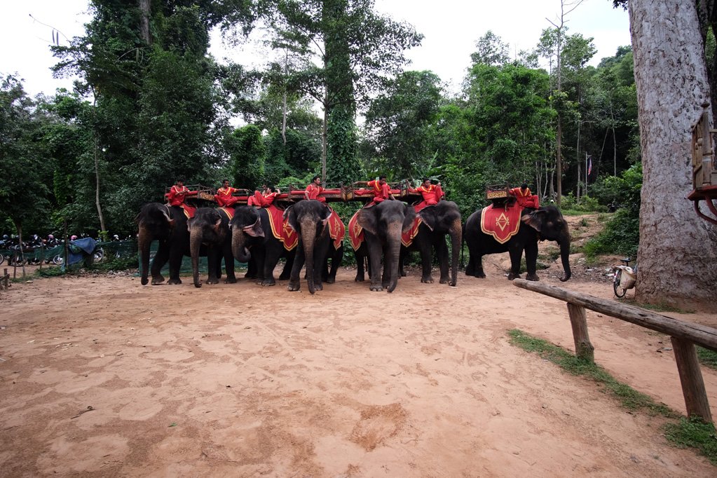 Day 1: Elephants at Phnom Bakheng