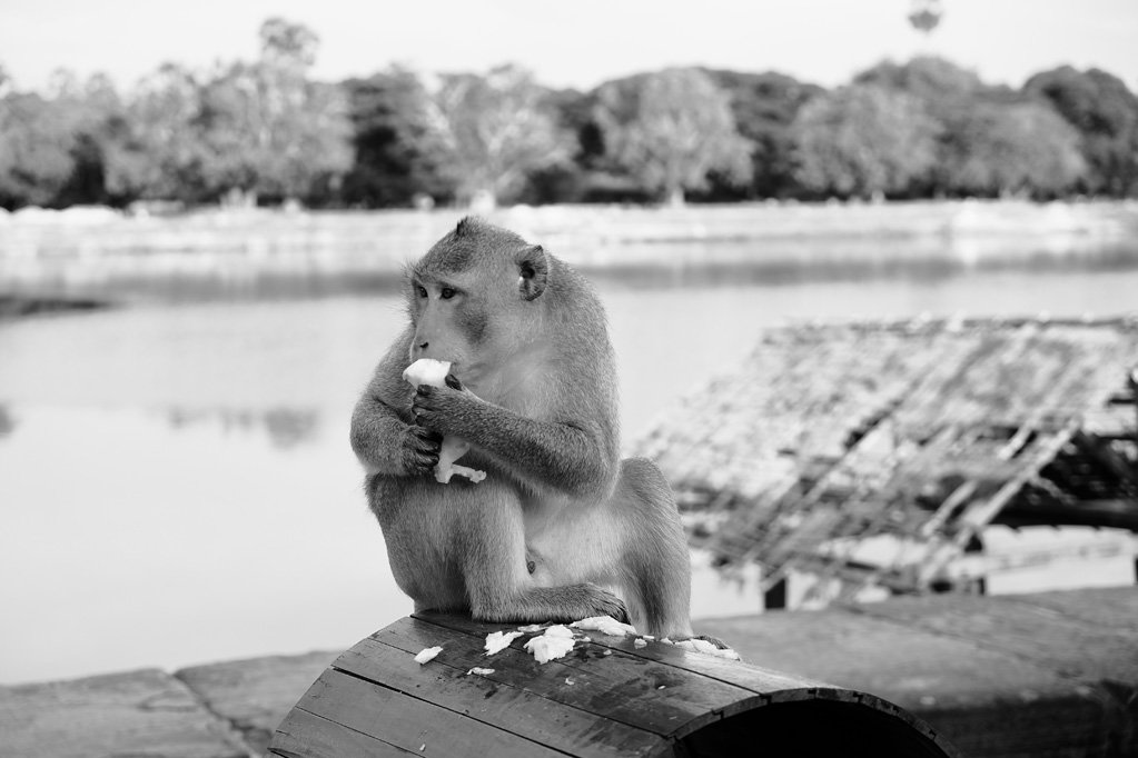 Day 2: Angkor Wat monkey ( Macaque )