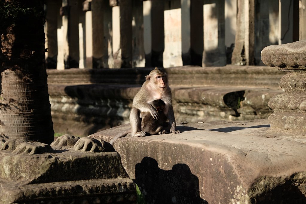 Day 3: Angkor Wat monkey / macaque