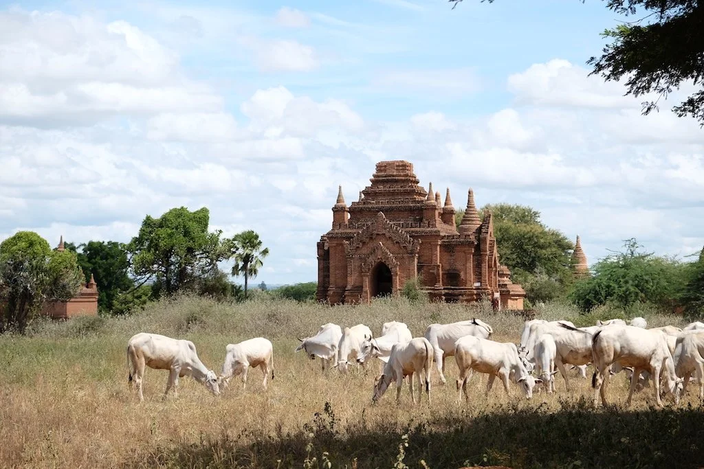 Random pagoda with cows