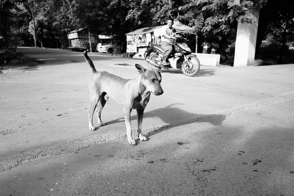 So many dogs just being dogs