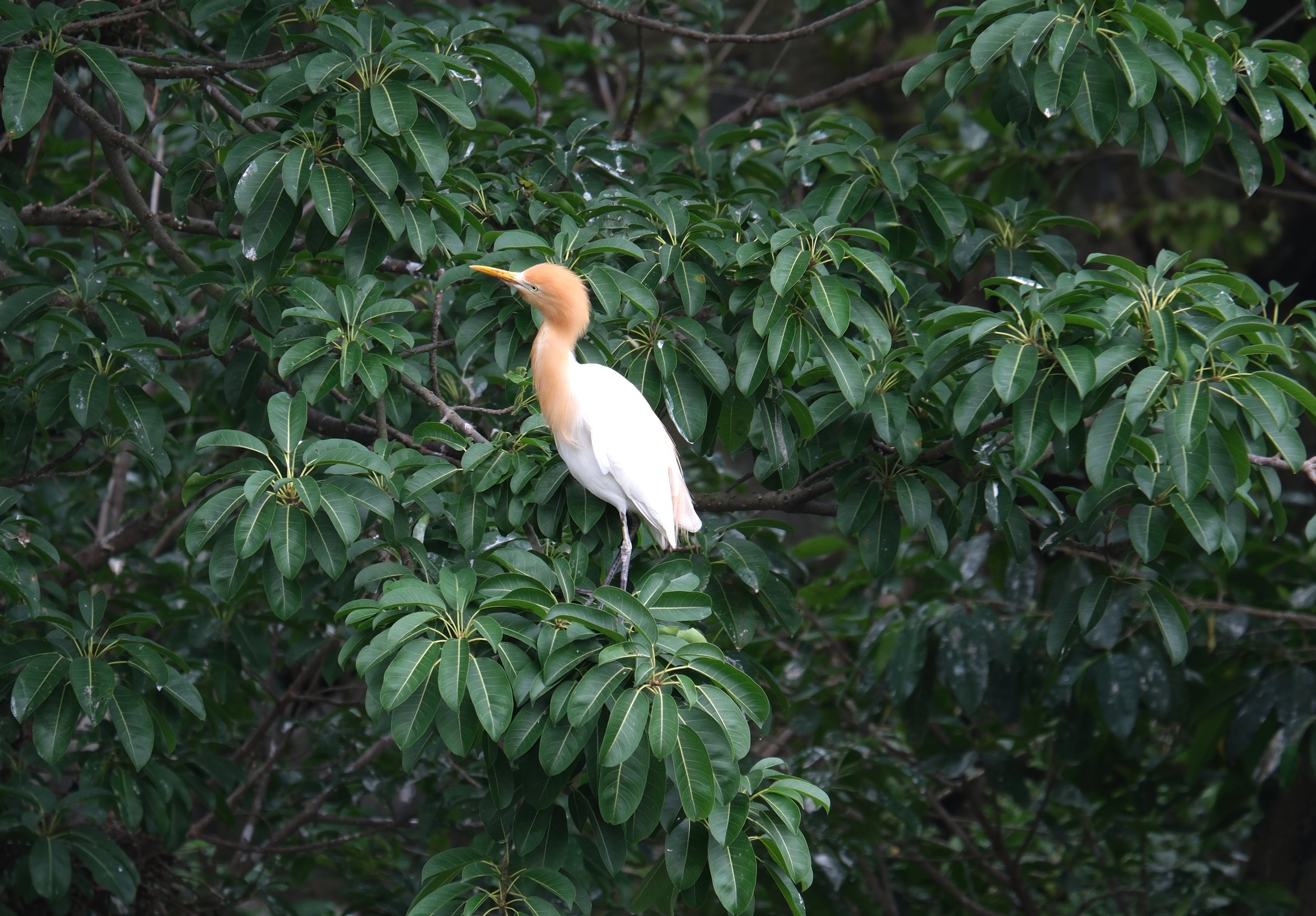 Cattle Egret, Daan Park, Taipei