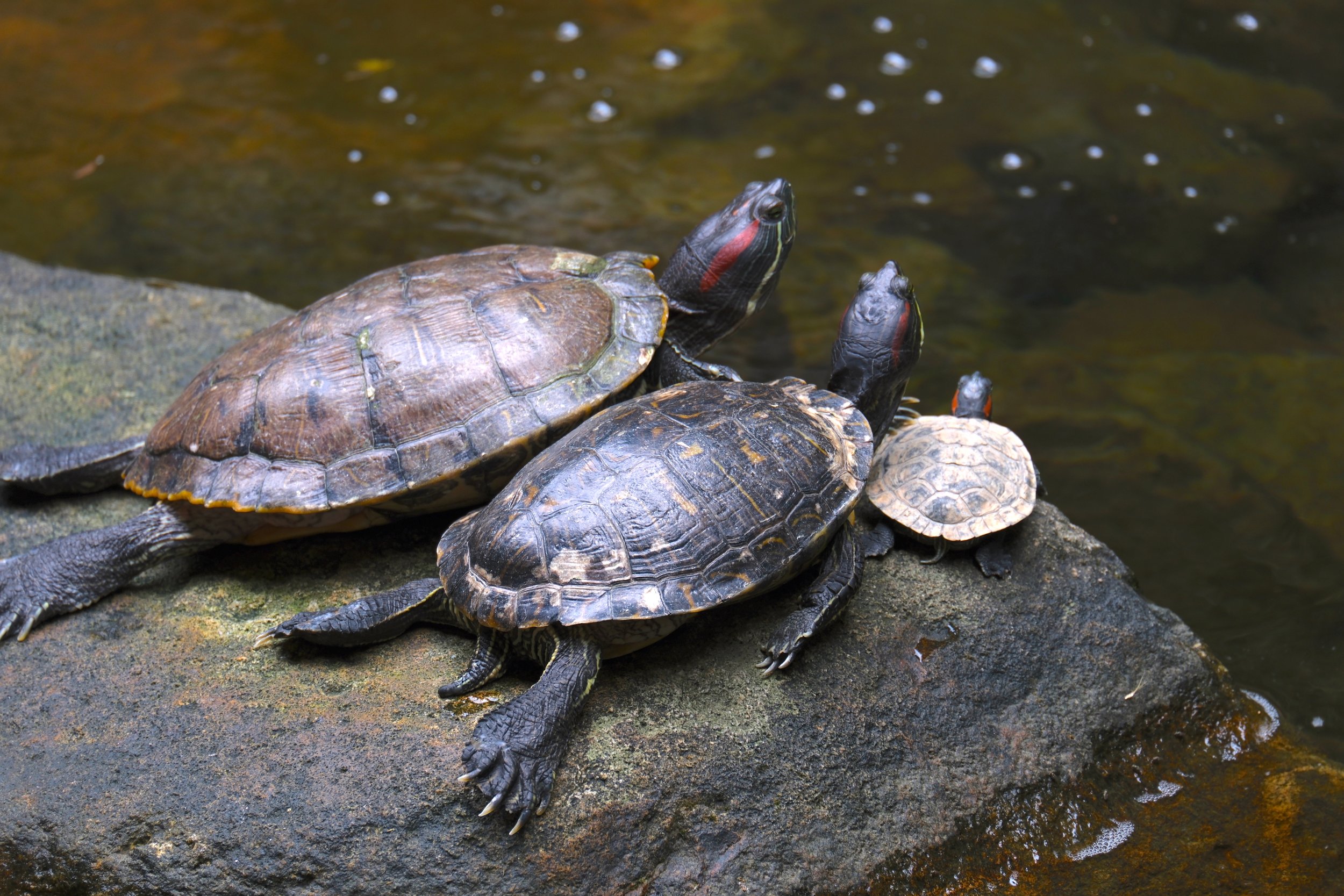 Red Eared Turtles, Daan Park, Taipei