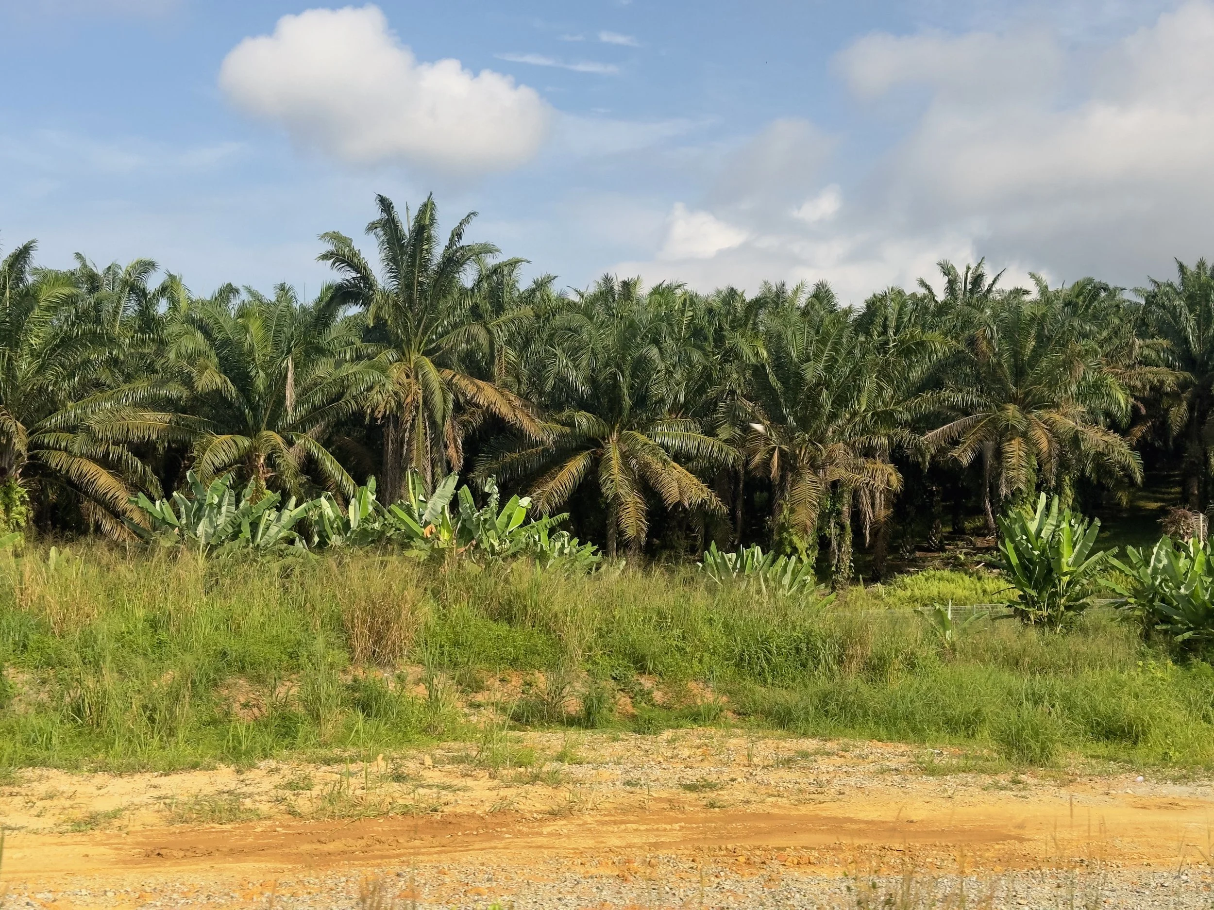 Palm Trees