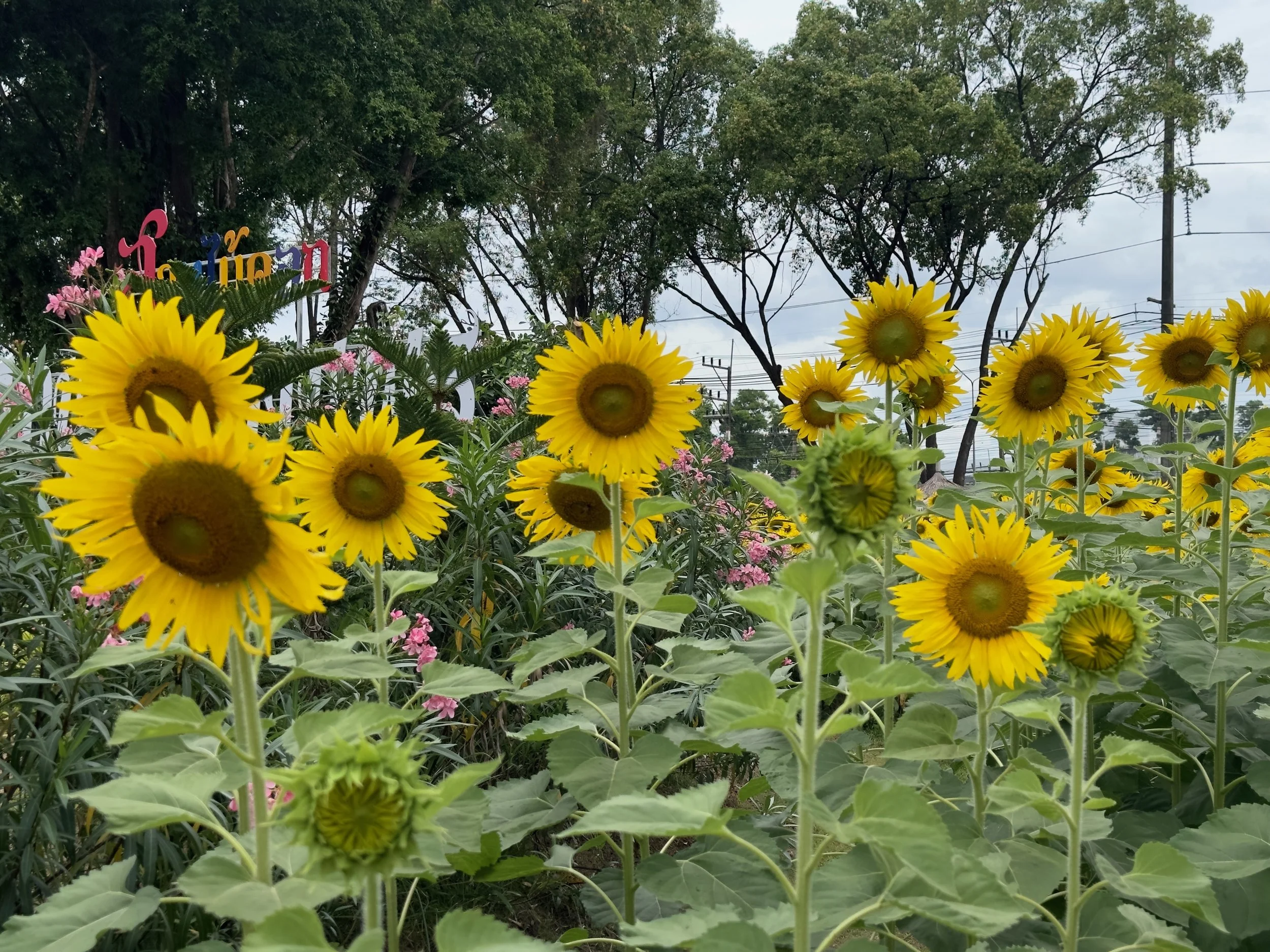 Sunflowers, Hat Yai Municipal Park
