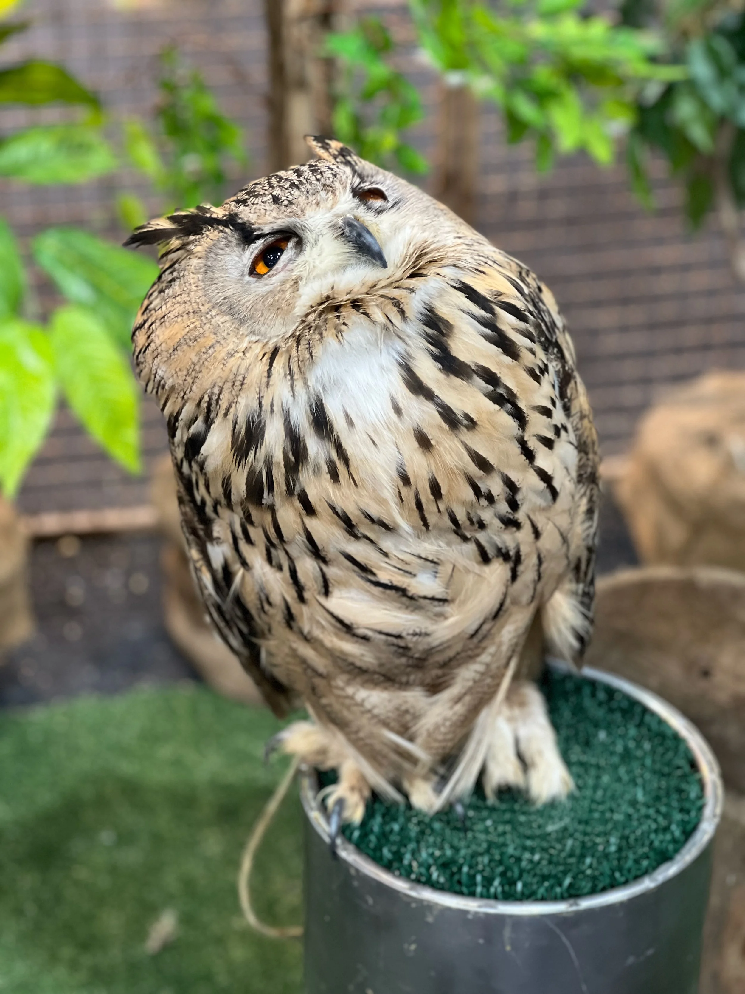 Owl, Hat Yai Central Mall