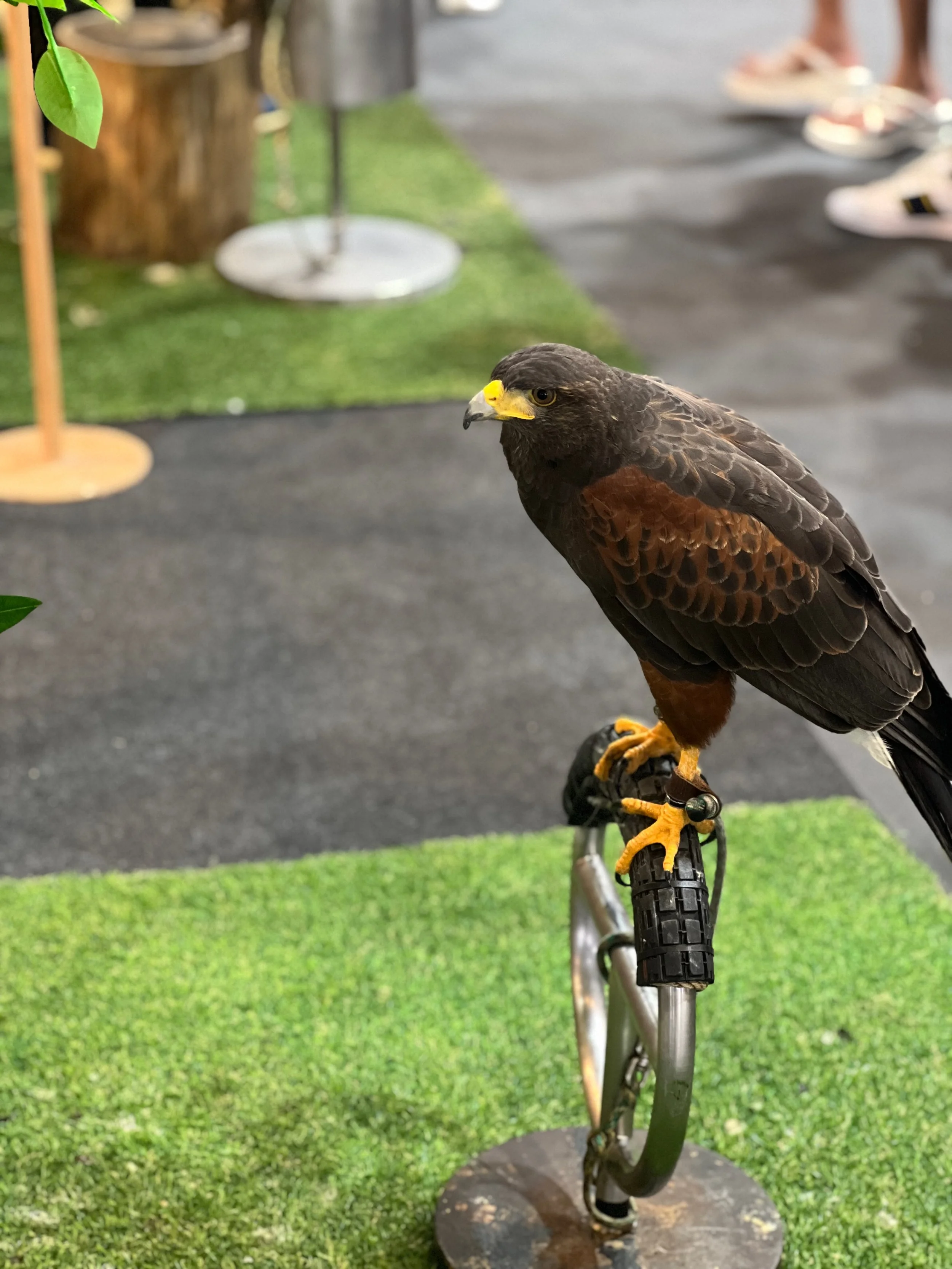 Bird of Prey, Hat Yai Central Mall