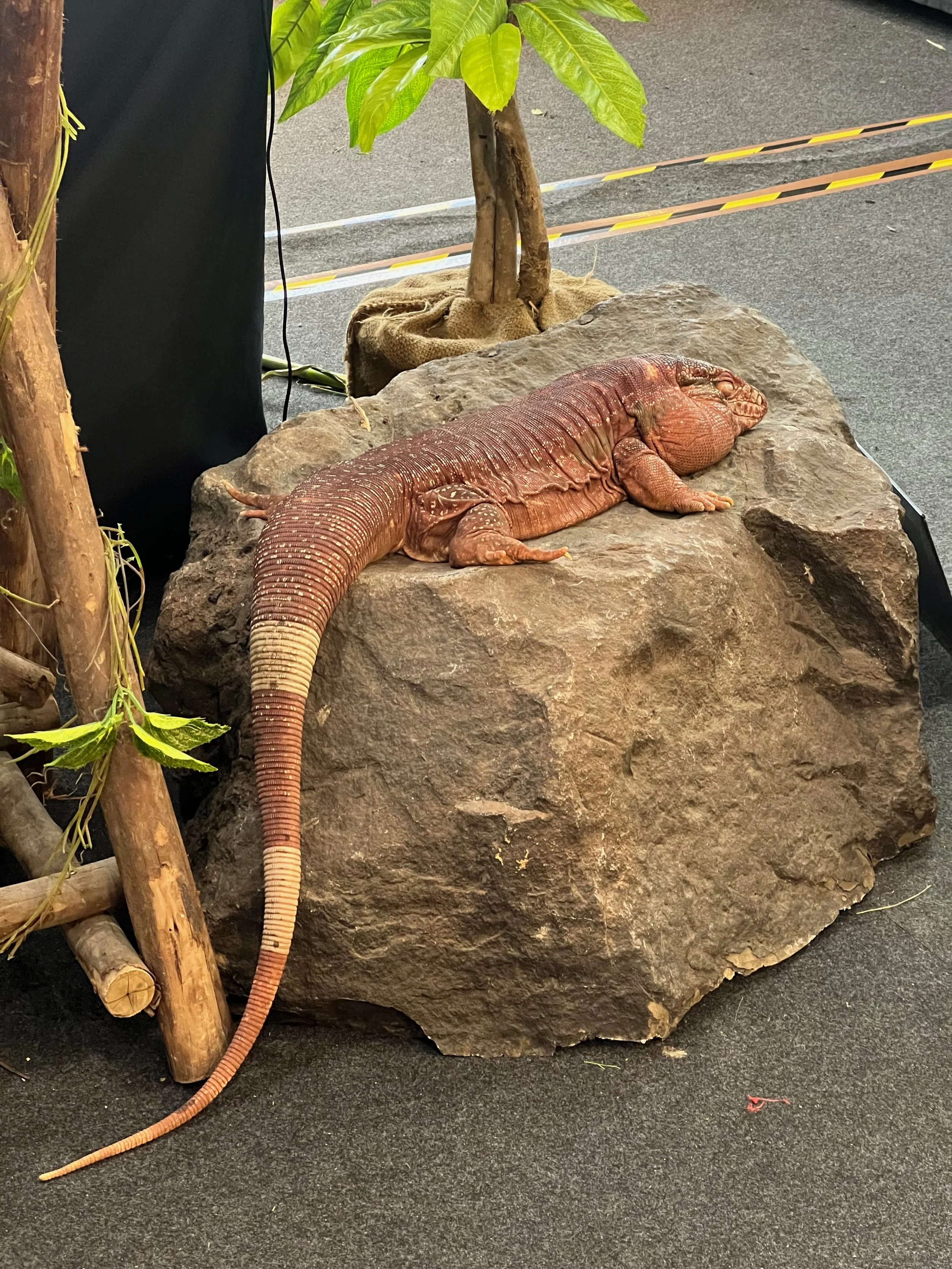 Big Lizard, Hat Yai Central Mall