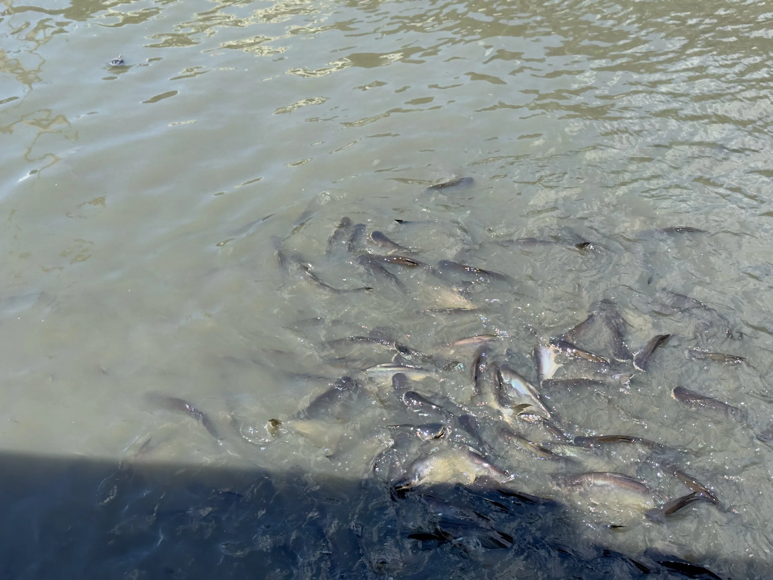 Feeding the fish at the Khlong Bang Luang Market