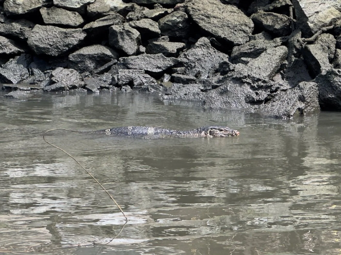 Monitor lizard on Khlon Mon Canal