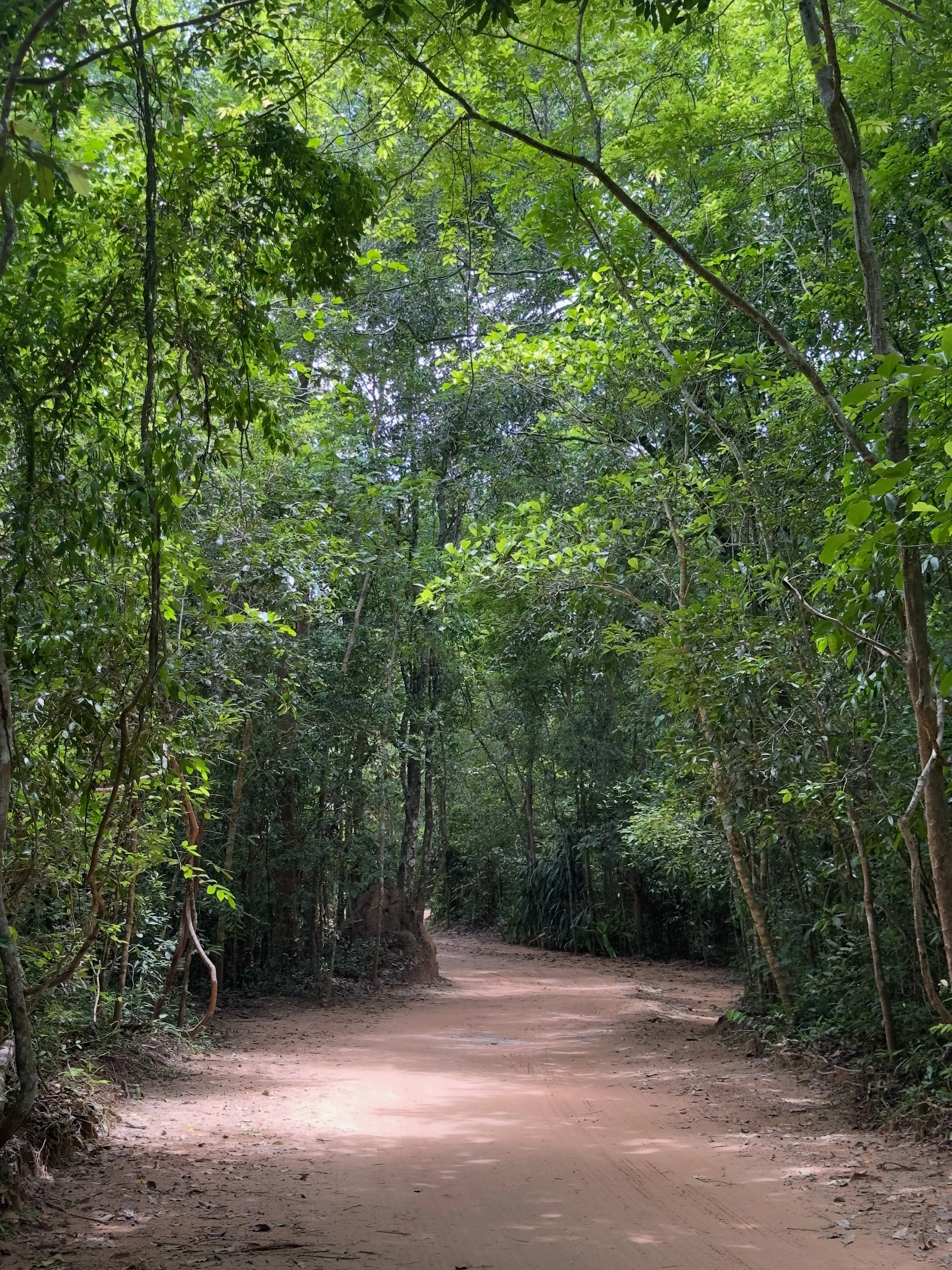 Road to Ta Nei Temple