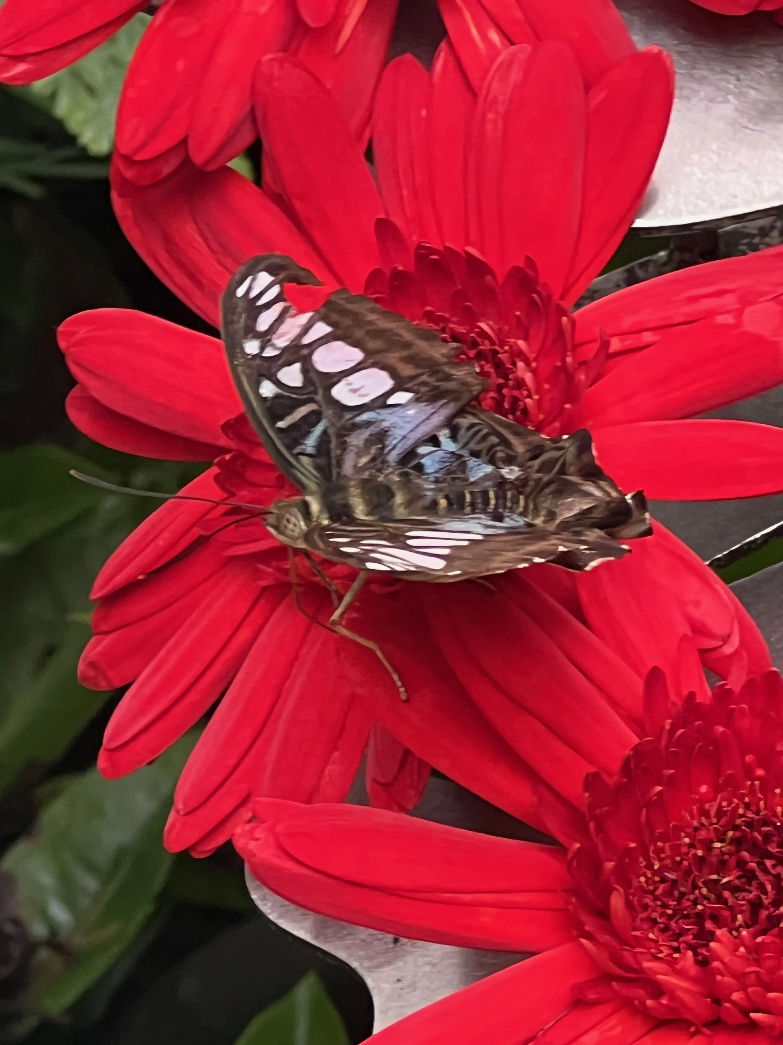 Butterfly Garden, Changi Airport