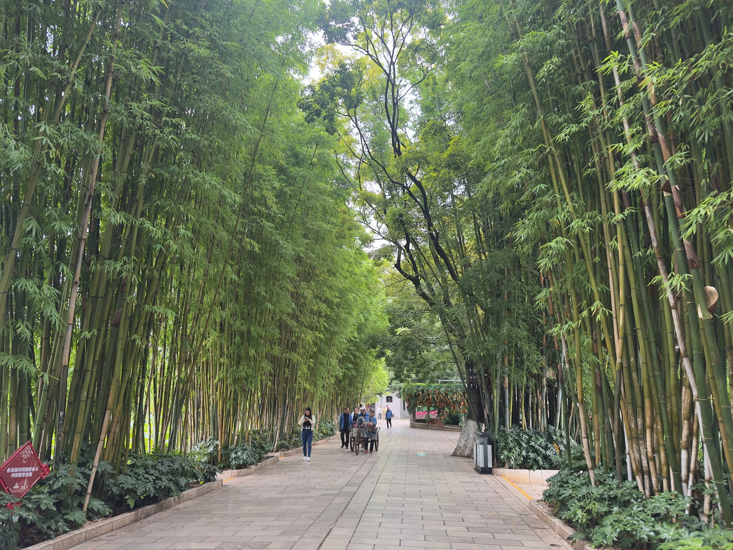 Bamboo Forest, Green Lake Park 