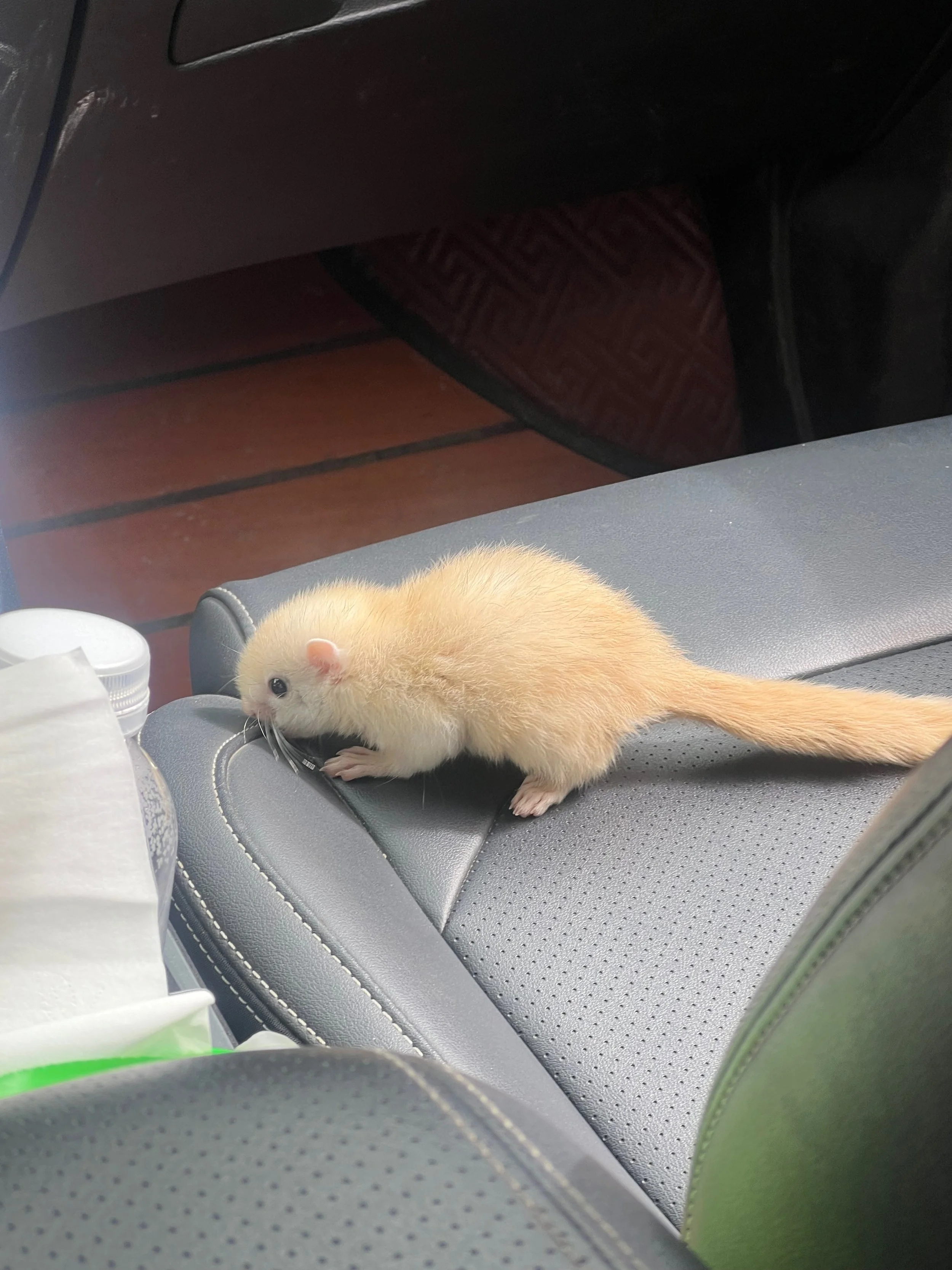 Our Chinchilla co-driver