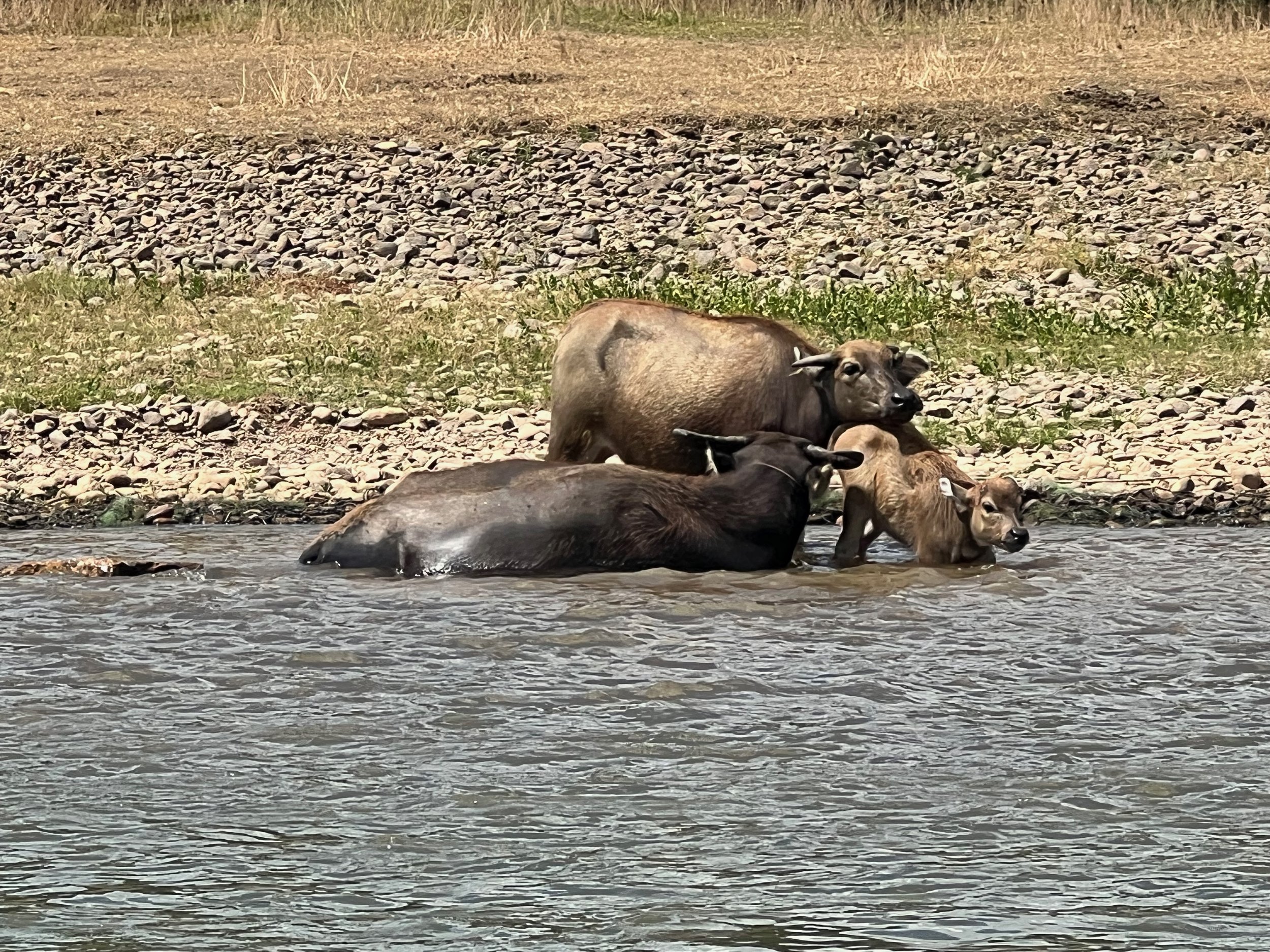 Water buffalo