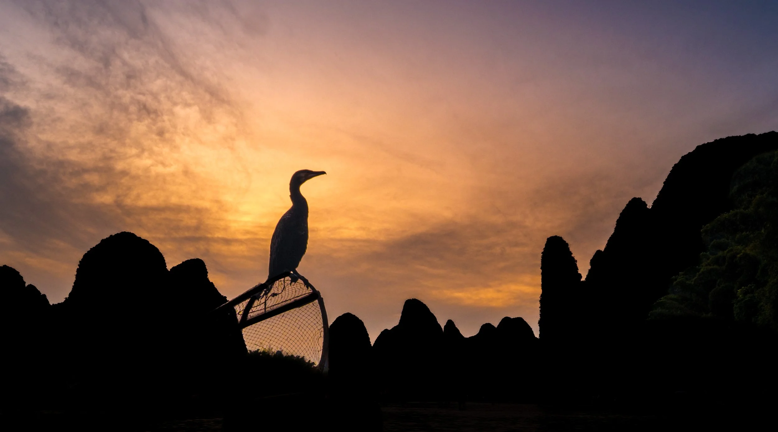 Cormorant at sunset