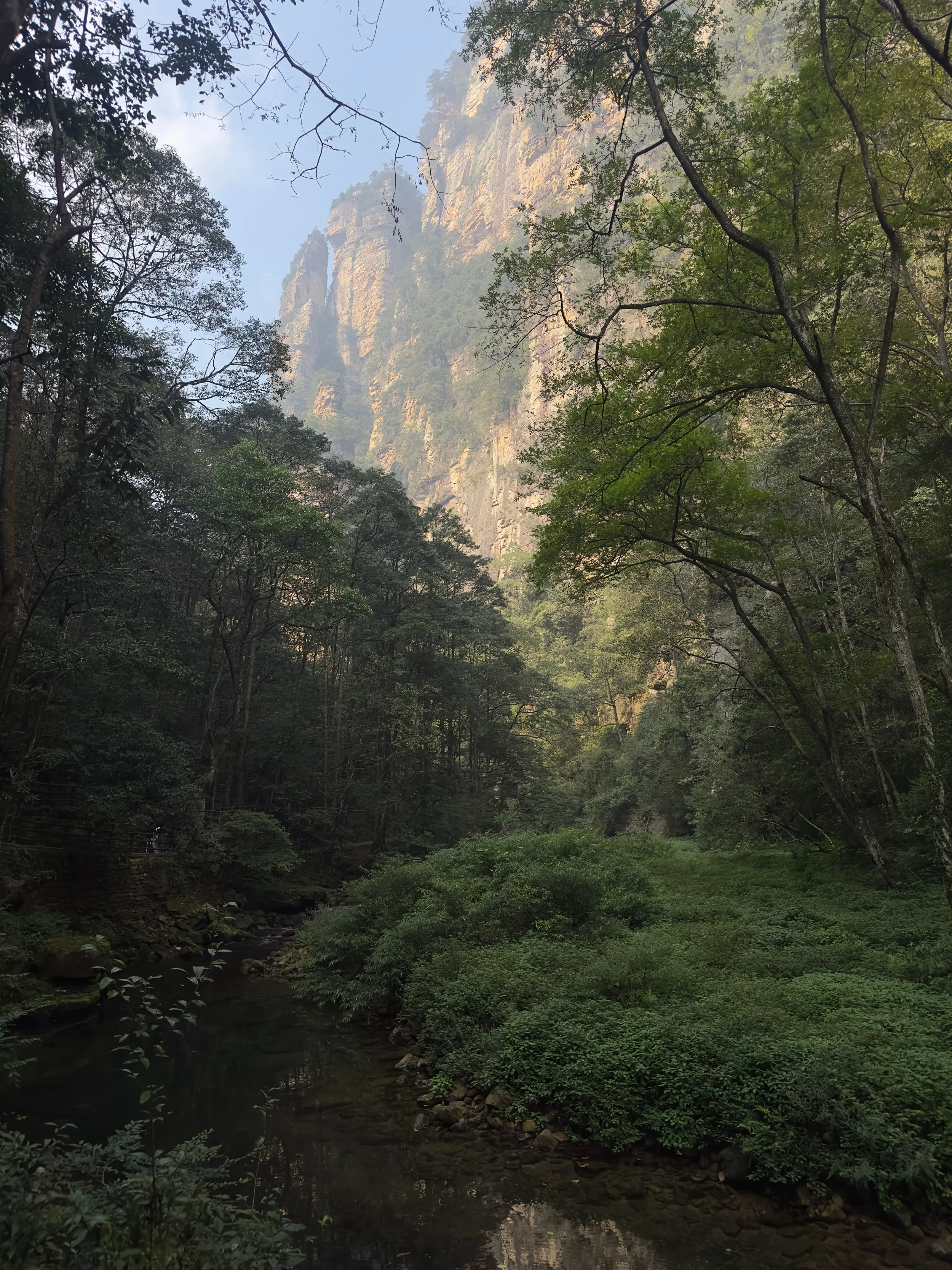 Looking up the valley, Golden Whip Creek