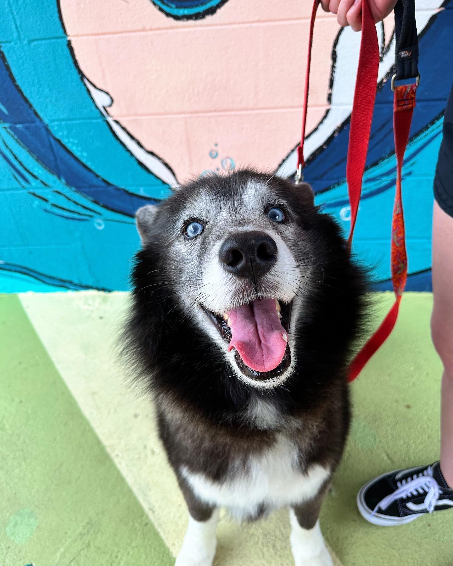 Anything is paws-sible when you have a dog! 💗✨🐾

#puppylove #sunsetbowlsfwb #okaloosaisland #downtownfwb #pupcup