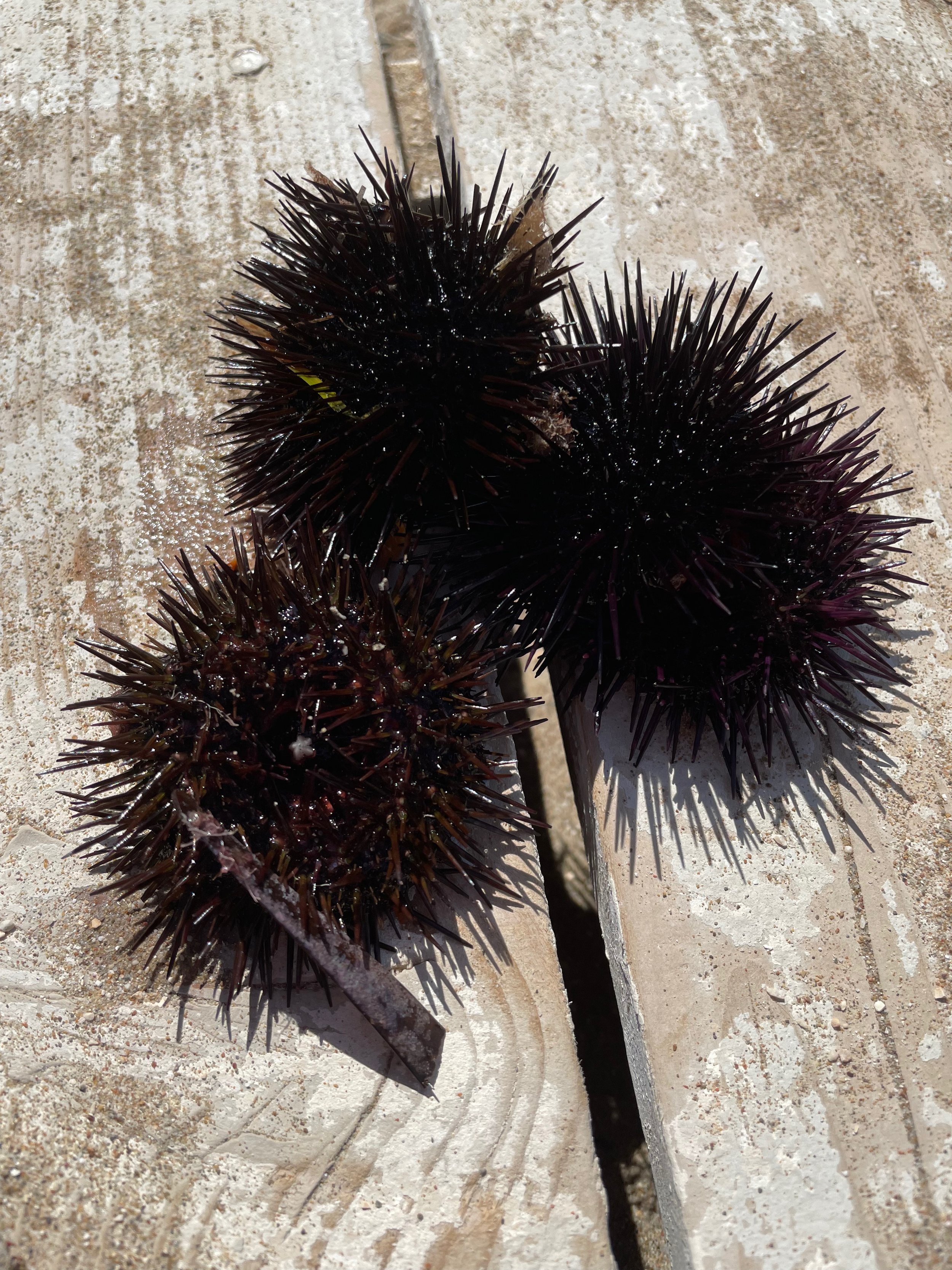 urchins.jpeg