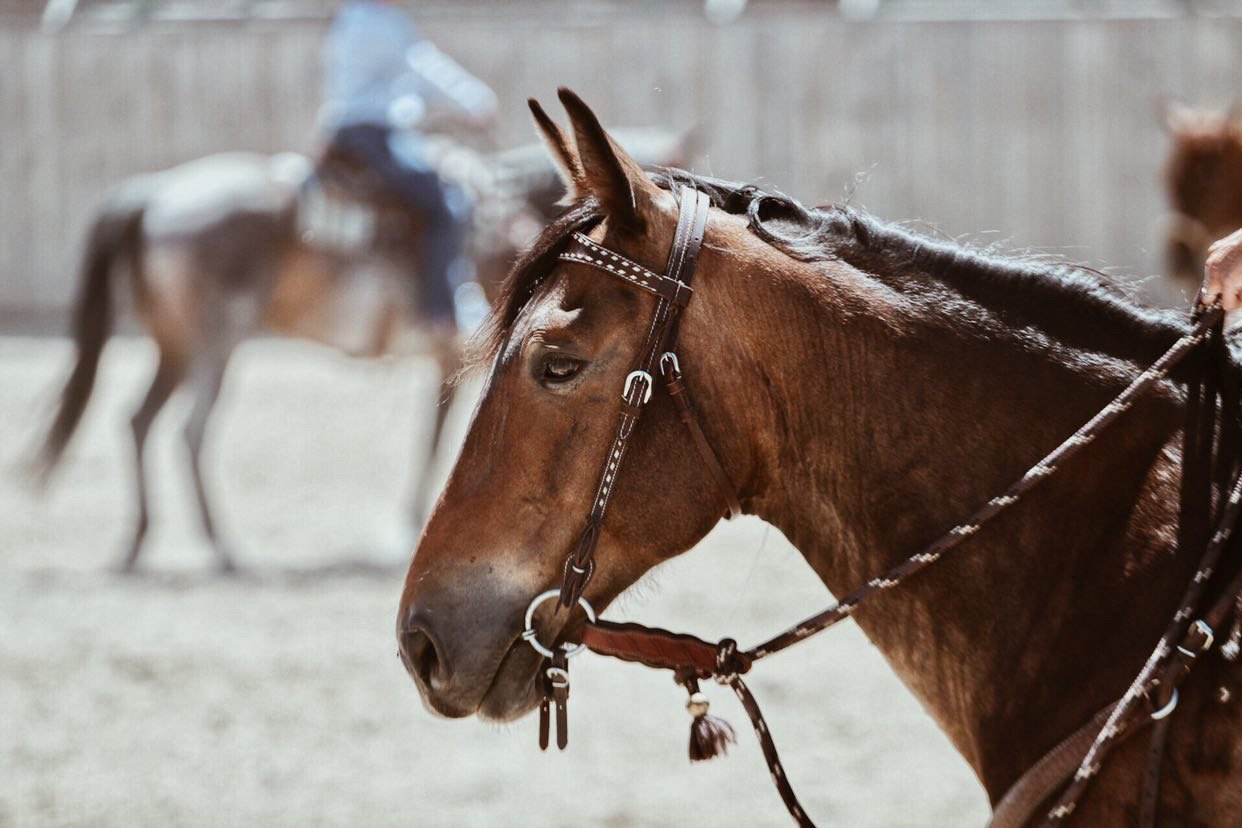 Horsemanship Clinic Total Amount $365