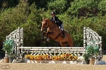 Attention incredible in barn lease options! 🔥 

1. Big boi is a stunning been there done that 16.3hh Hanoverian gelding who is 15 years old. He is seasoned in all rings but is best suited as a hunter or equitation mount. Big boi is looking for a rid