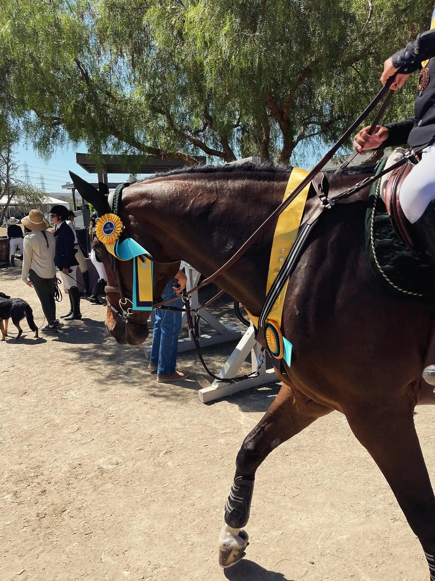 Congratulations are in order for Mo Money piloted by Patrick Pellin who soared to a 3rd place finish in the $2,500 1.25 classic out of a very competitive 29 horse and rider combos!🥉🏆 What a way to rock it!