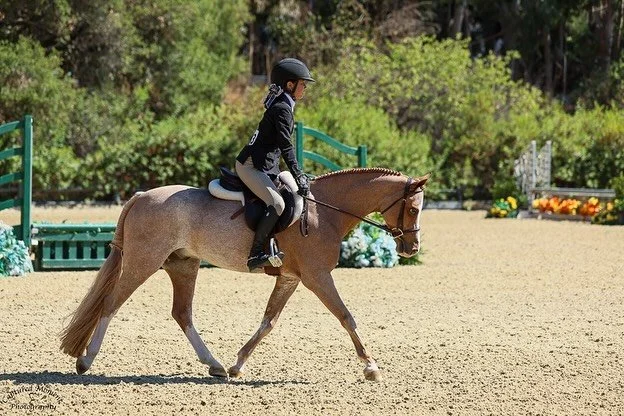 Congratulations to @lianalin.eq and Teddy Ruxpin on a great start to @jump_nee Oaks 2! Winning the Schooling ponies yesterdays, both rounds of the Children&rsquo;s ponies today, and earning a 1st and 2nd in the Green riders. Liana moves into tomorrow