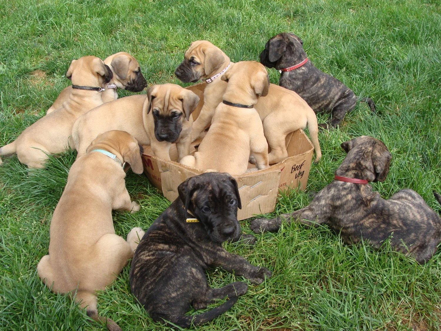 Great Dane Puppies Dan's Kennels Puppies For Sale Dane Puppy