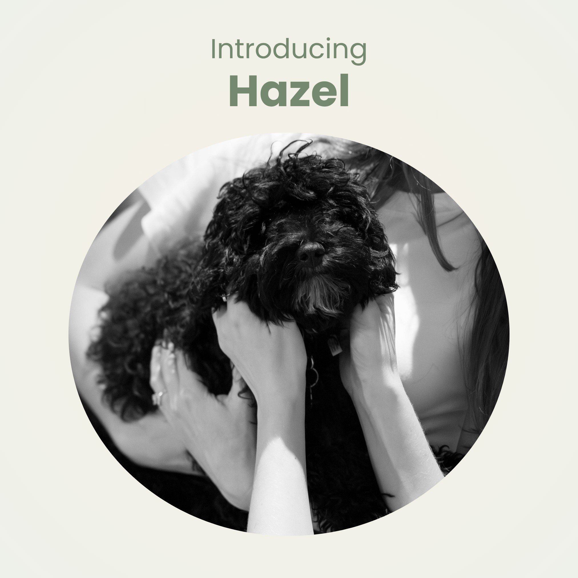Everyone, meet Hazel! 🐾

Hazel is the newest member of the Dove Occupational Therapy team. Over the coming months, she'll be embarking on her therapy dog training journey and will be making regular appearances around the practice.

If you spot Hazel