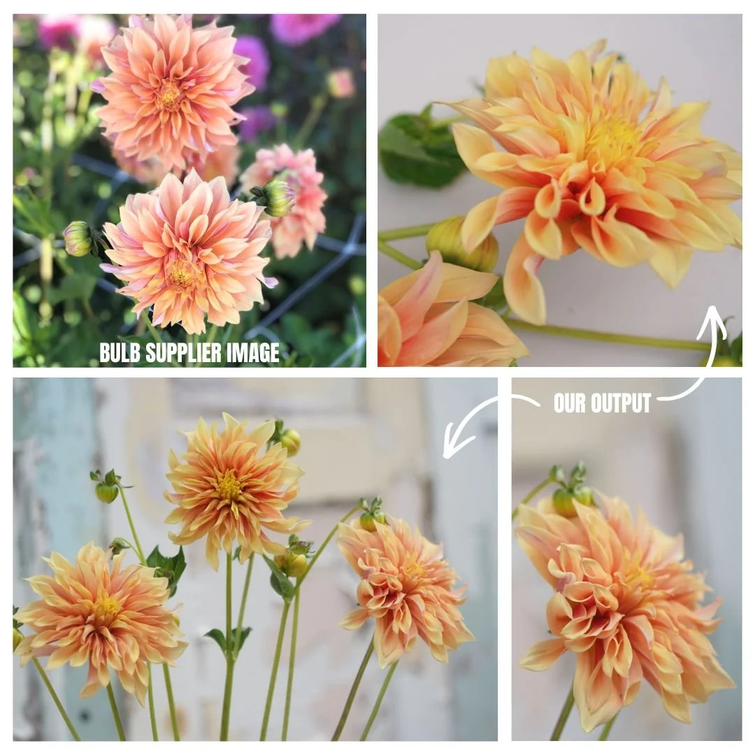 Chasing More Growing Days in Alaska 