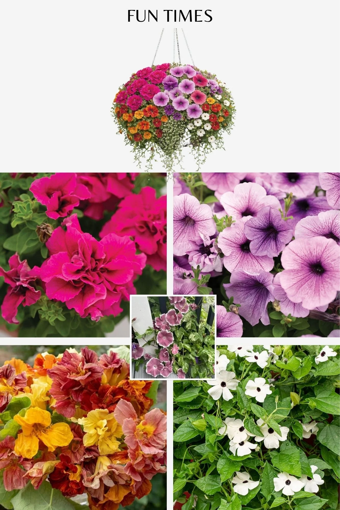 Hanging Baskets 2026 (9).jpg