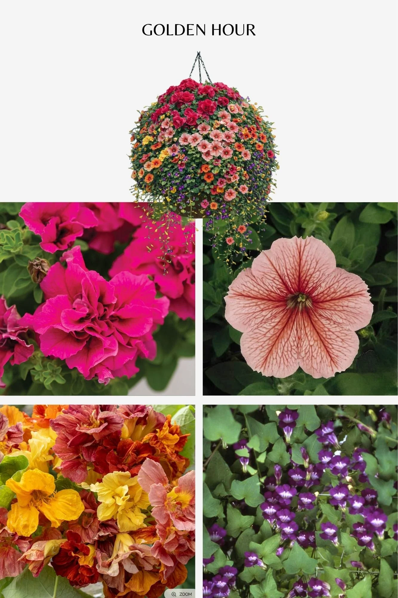 Hanging Baskets 2026 (7).jpg