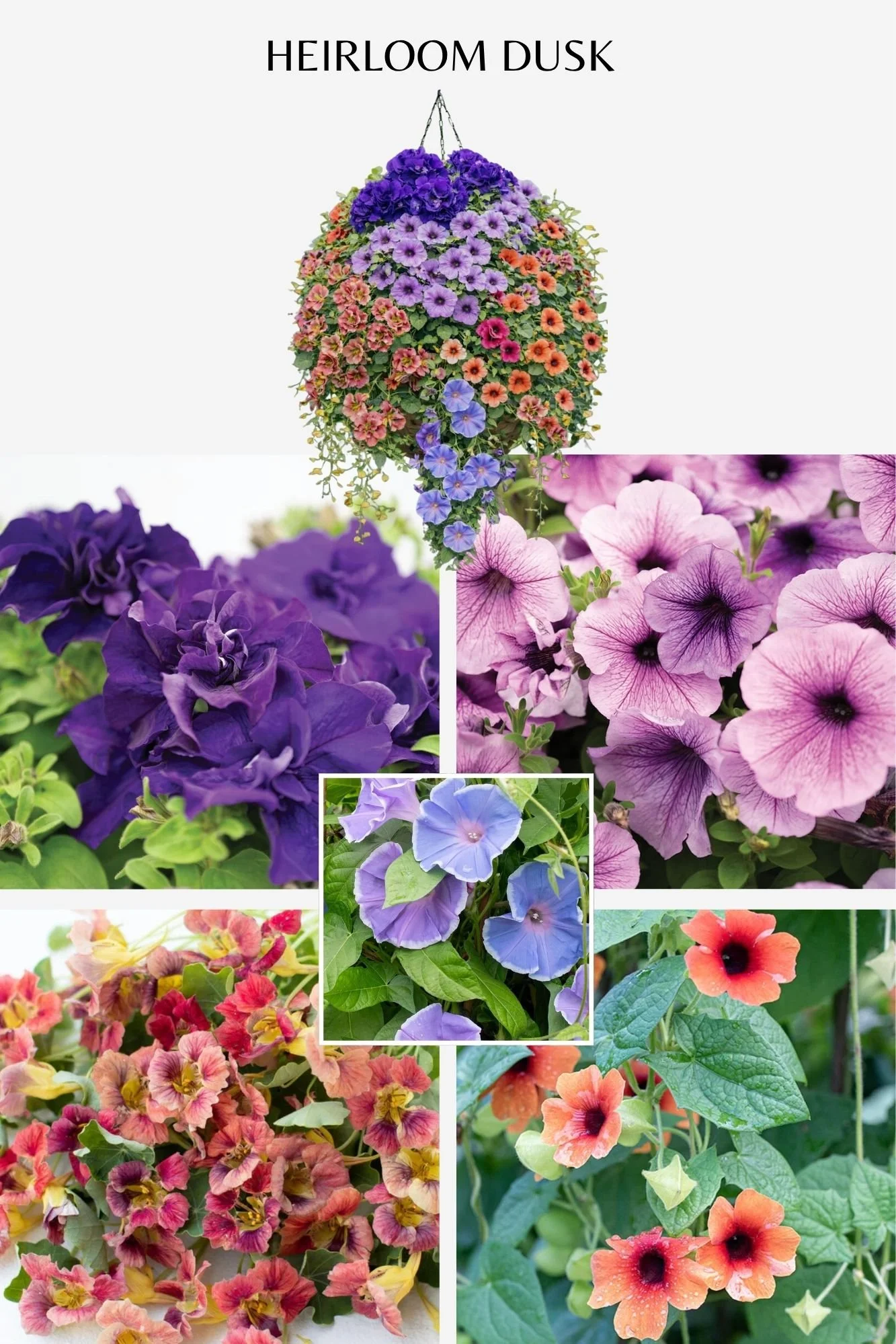 Hanging Baskets 2026 (10).jpg