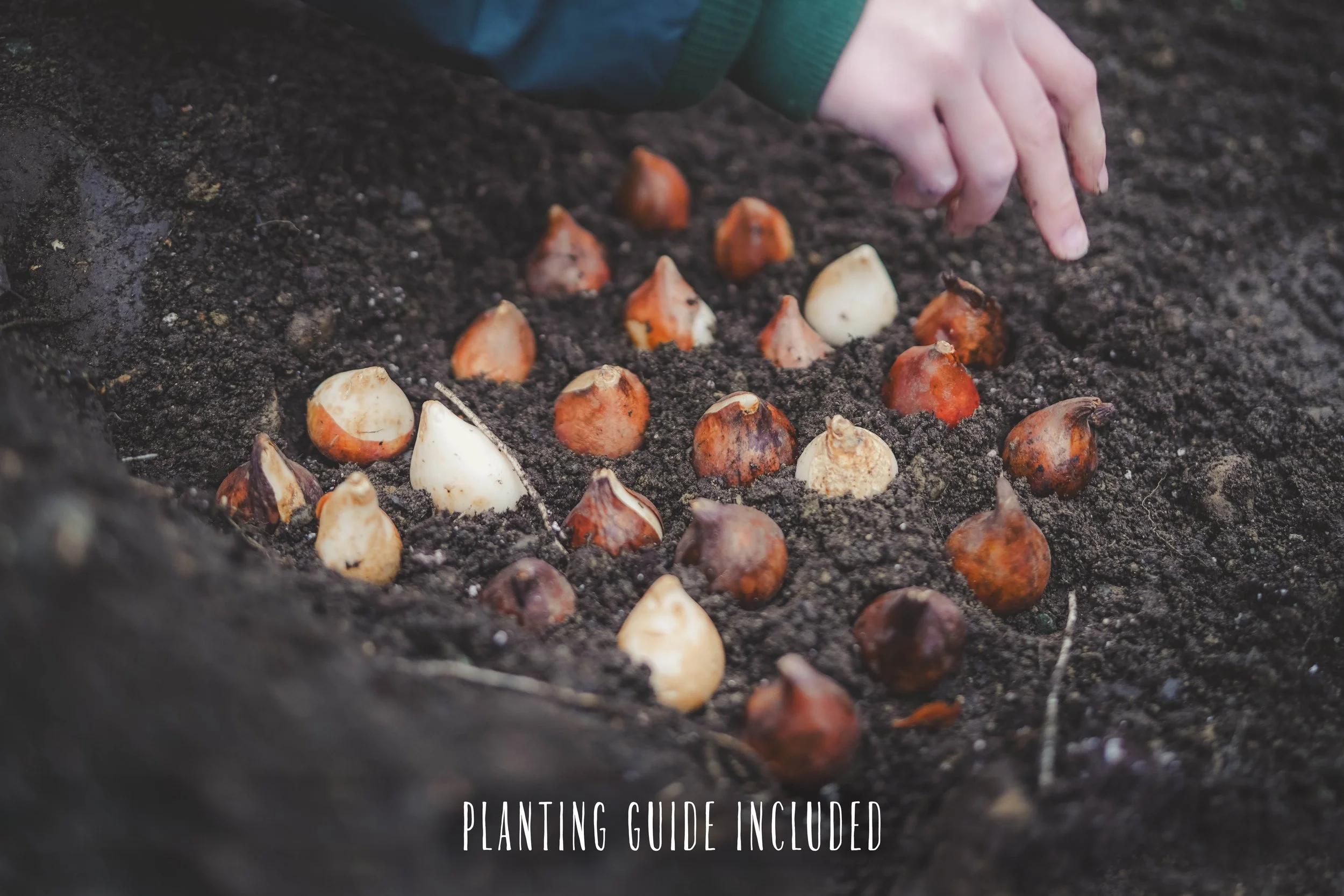 Planting Guide Tulips.jpg