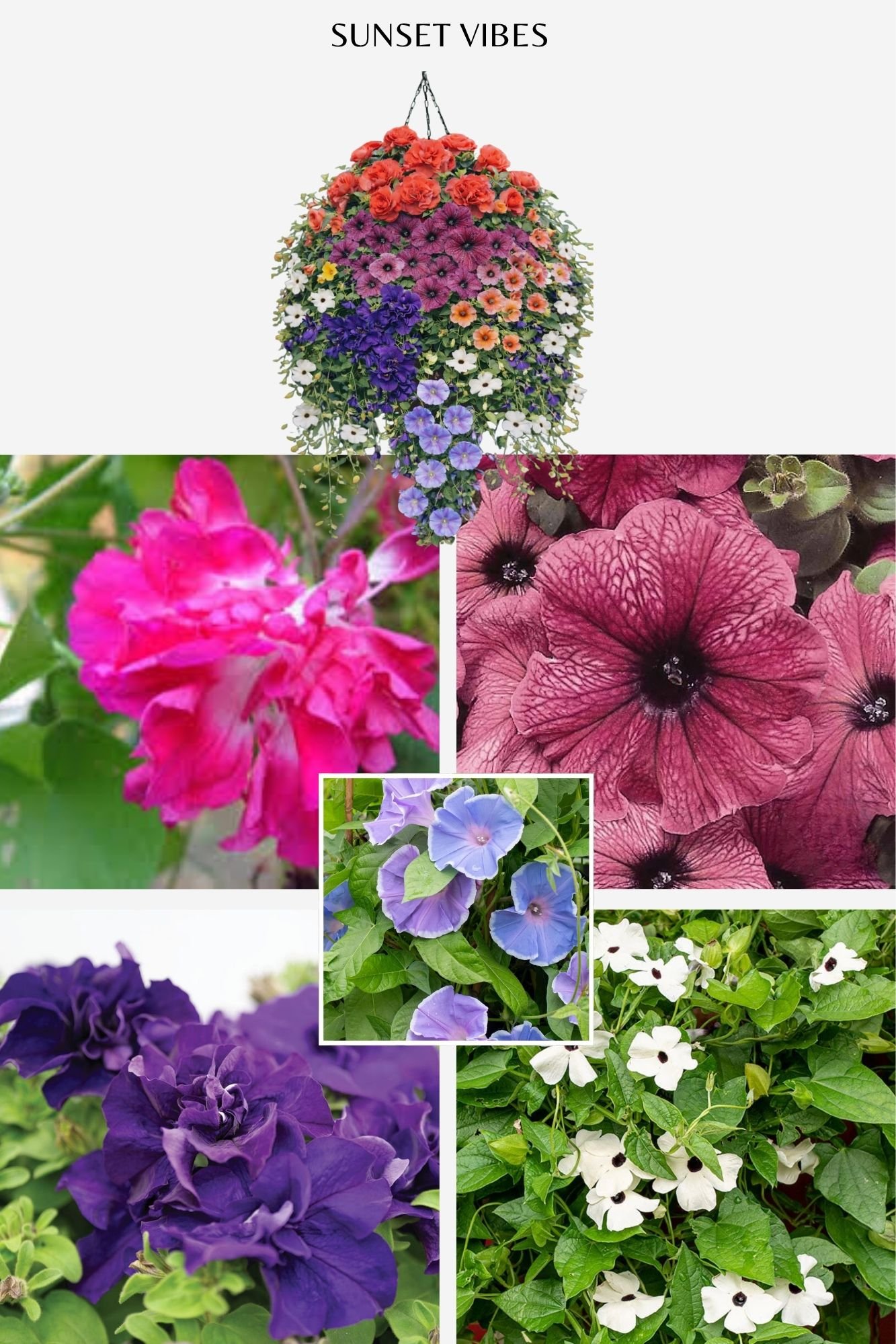 Hanging Baskets 2026 (8).jpg