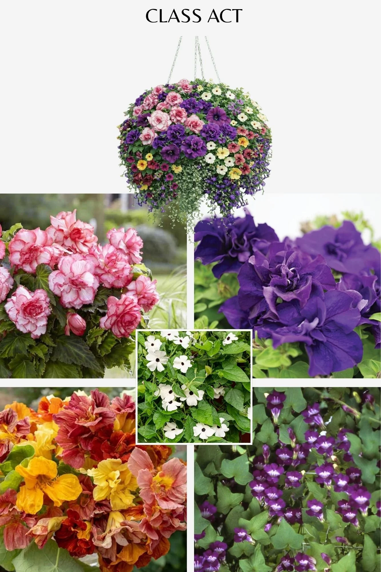 Hanging Baskets 2026 (11).jpg